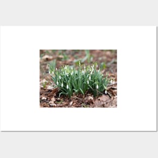 Delicate Snowdrop flower is one of the spring symbols telling us winter is leaving Posters and Art